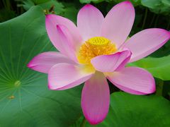 -白洋淀景区