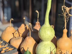 -中环花鸟鱼虫市场