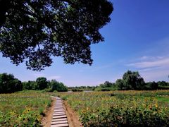 -西溪国家湿地公园