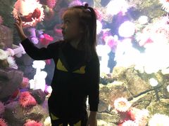 -瑞普利水族馆