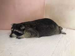 -浣熊柯尔鸭土拨鼠·电玩咖