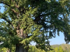 -千年银杏谷文化旅游区