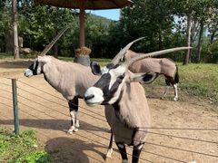 -大连森林动物园