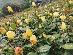 -龙寺生态园