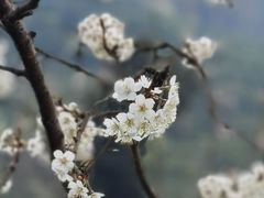 -樱桃山旅游景区