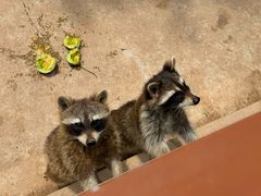 -石家庄市动物园