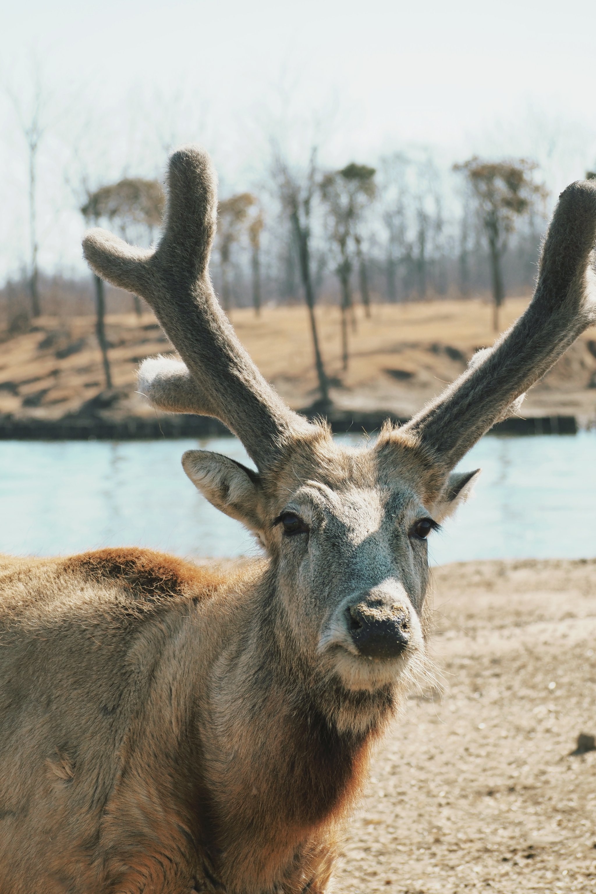 江苏省坦桑尼亚市 盐城大丰 麋鹿一日寻游记