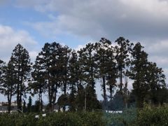-柑橘农场