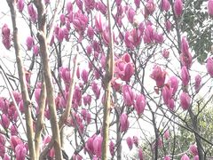 -杭州半山国家森林公园