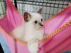 -关爱动物医院·心脏·中兽医·异宠(金牛路分院)