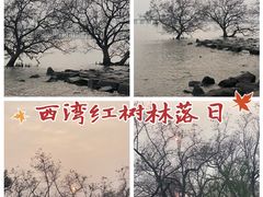 -宝安西湾红树林湿地公园