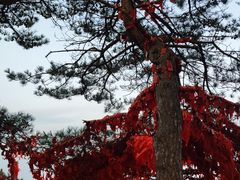 -庐山风景区花径公园