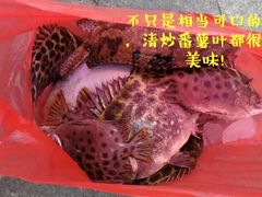 -野狸岛