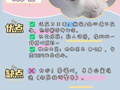 -翊宠yipet猫狗购宠庄园