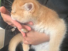 -东方名猫馆·英短金渐层布偶猫舍(环线广场1号楼店)