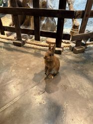 -Zoolung Zoolung动物主题公园(海信广场店)