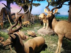 -国家自然博物馆