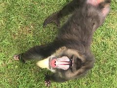 -西霞口神雕山野生动物世界