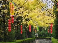 -大槐树寻根祭祖园