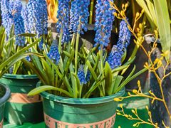 -溪岸路花鸟市场