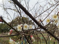 -广富林郊野公园