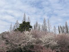 -苏州上方山国家森林公园