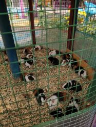 -萌宠亲子动物乐园(槐房万达店)