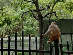 -黔灵山公园