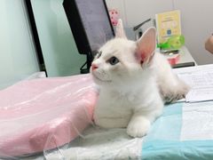 -半岛宠物医院24小时(科华中路店)