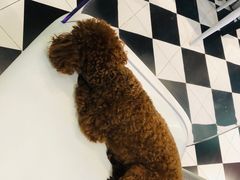 -半坡九号老挝冰咖啡