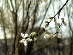 -春风习习