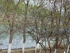 -桃花堤公园