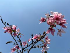 -中国科学院华南植物园