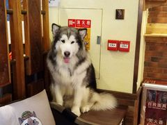 狗-more than meow吴止猫主题餐厅(承德 中船汇店)
