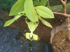 -上海大自然野生昆虫馆(东方明珠·爬宠昆虫探索中心)
