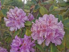 -名花谷生态庄园