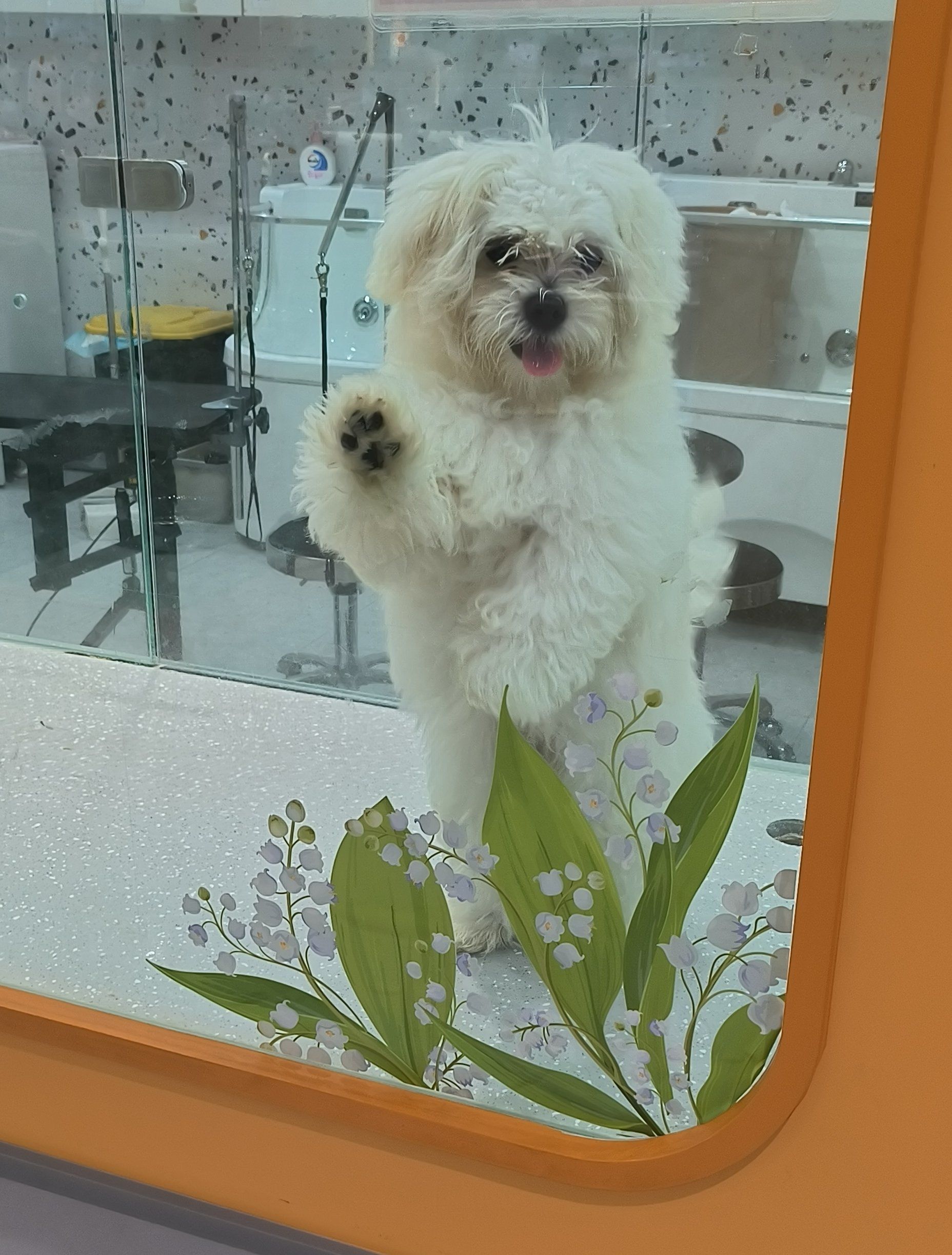 好可爱的猫猫狗狗