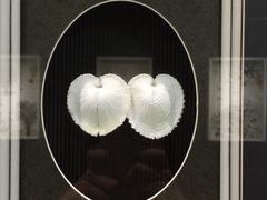 -青岛贝壳博物馆
