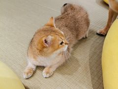 -逗柴咖啡屋·狗咖猫咖宠物桌游