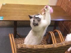 -猫色咖啡·猫咖