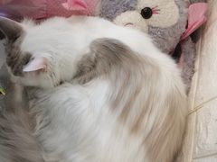 -平行世界·猫咖(首经贸店)