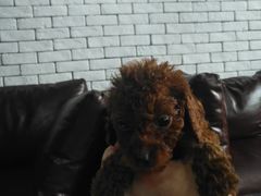 -佳百利宠物(荣乐中路115弄小区店)