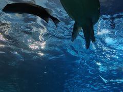 -太平洋海底世界