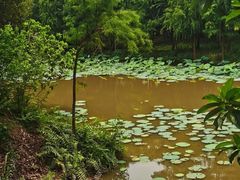 -南宁良凤江国家森林公园