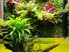 -ADA自然水景世界