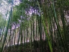 -秦岭风景区