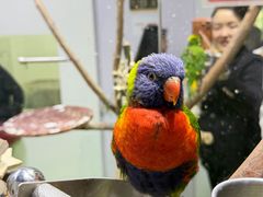 -上海大自然野生昆虫馆(东方明珠·爬宠昆虫探索中心)
