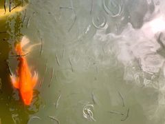 -西湖游船