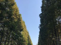 -日照海滨国家森林公园