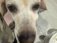 -爱妮康宠物医院·干细胞免疫细胞·肿瘤·心脏(张江店)